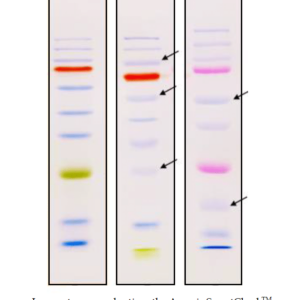 smartcheck™ tri color extended range plus protein marker, 13 bands 9 245 kda, 2x250ul