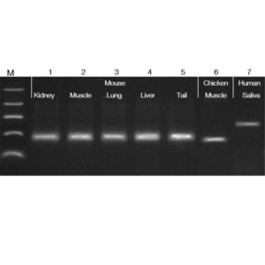 accuris fast extraction pcr kit sample 16 reactions